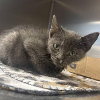 Drip -  Domestic Short Hair Cat for Adoption in Newark, New Jersey - Drip | PetCurious