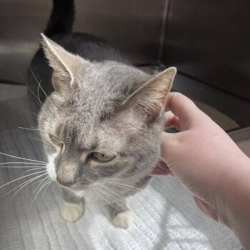 Domestic Short Hair Cats Available for Adoption in Murray, Utah - Felisha | PetCurious