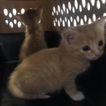 Cairo -  Domestic Short Hair Cat for Adoption in Brentwood, Missouri - Cairo | PetCurious
