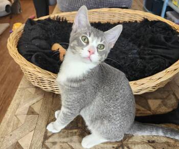 Rescue Domestic Short Hair Cats for Adoption in Wild Rose, Wisconsin - Talladega | PetCurious