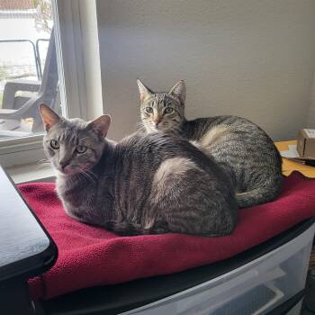 Domestic Short Hair Cats Available for Adoption in Denver, Colorado - Junipero & Wally | PetCurious