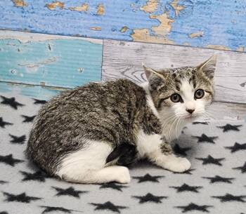 Rescue Domestic Short Hair Cats for Adoption in Washington Court House, Ohio - St Cranberry | PetCurious