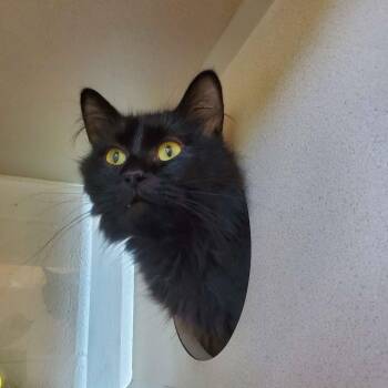 Gretta -  Domestic Long Hair Cat for Adoption in Gloucester, Virginia - Gretta | PetCurious