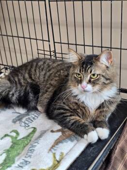 Domestic Medium Hair Cats Available for Adoption in Lapeer, Michigan - Keith | PetCurious