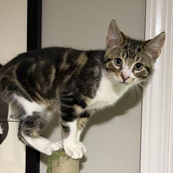 Syrup -  Domestic Short Hair Cat for Adoption in Royal Oak, Michigan - Syrup | PetCurious
