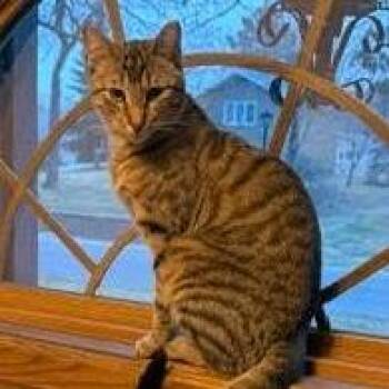 Domestic Short Hair Cats Available for Adoption - Simon C11204 | PetCurious