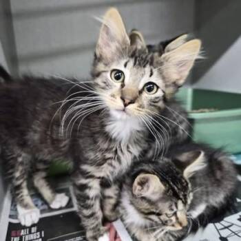 Jace -  Domestic Short Hair Cat for Adoption in Sacramento, California - Jace | PetCurious