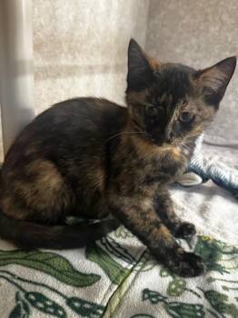 JJ -  Tortoiseshell Cat for Adoption in Hutchinson, Minnesota - JJ | PetCurious