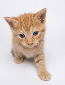 Pacey -  Domestic Short Hair and American Shorthair Cat for Adoption in Bedford, Indiana - Pacey | PetCurious