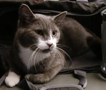 Rescue Domestic Short Hair Cats for Adoption in Saint Paul, Minnesota - Lucky | PetCurious