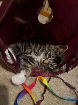Spencer -  Domestic Medium Hair and Tabby Cat for Adoption in Yardley, Pennsylvania - Spencer | PetCurious