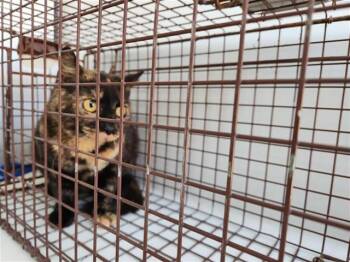 American Curl Cats Available for Adoption - A651595 | PetCurious