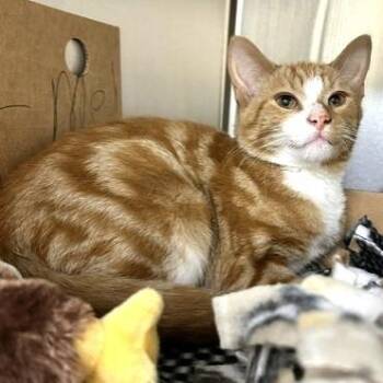 Podge -  Domestic Short Hair Cat for Adoption - Podge | PetCurious