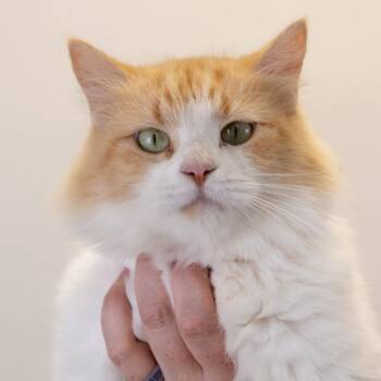 Evie -  Domestic Long Hair Cat for Adoption in Buffalo, Minnesota - Evie | PetCurious