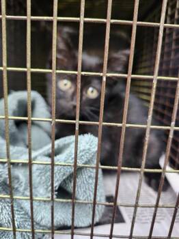 MYLA -  Domestic Short Hair Cat for Adoption in San Antonio, Texas - MYLA | PetCurious