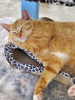 Rescue American Shorthair Cats for Adoption in Bartlesville, Oklahoma - Asiago | PetCurious