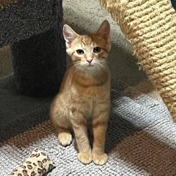 Oscar -  Domestic Short Hair Cat for Adoption in Hamilton, Ontario - Oscar | PetCurious