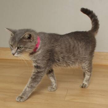 Rescue Domestic Short Hair Cats for Adoption in Minnetonka, Minnesota - Nila C66956 | PetCurious