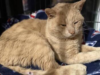 Jasper -  Domestic Short Hair Cat for Adoption in Telford, Pennsylvania - Jasper | PetCurious