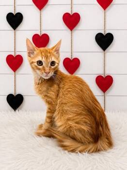 Elmo -  Domestic Medium Hair Cat for Adoption in Corpus Christi, Texas - Elmo | PetCurious