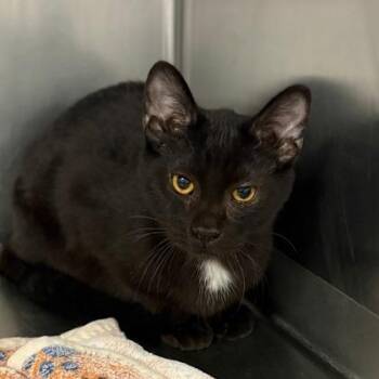 Domestic Short Hair Cats Available for Adoption in Fort Worth, Texas - Maxwell | PetCurious