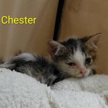 Chester -  Domestic Medium Hair Cat for Adoption in Brevard, North Carolina - Chester | PetCurious