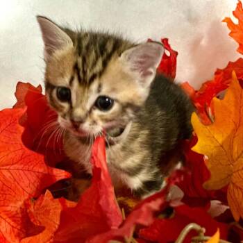 Fable -  Domestic Short Hair Cat for Adoption in Newcastle, Oklahoma - Fable | PetCurious
