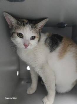 Victoria 265-26 -  Domestic Short Hair Cat for Adoption in Cumming, Georgia - Victoria 265-26 | PetCurious