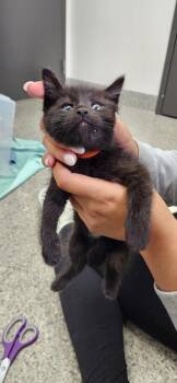 Nightrider -  American Shorthair Cat for Adoption in Van Wert, Ohio - Nightrider | PetCurious