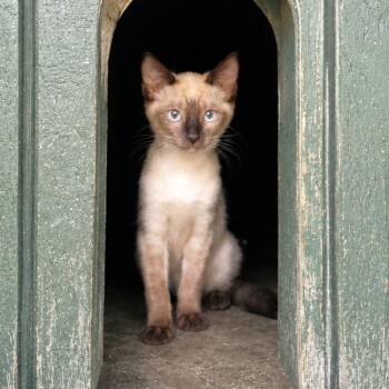 Rosalina -  Siamese and Domestic Short Hair Cat for Adoption in Lathrop, California - Rosalina | PetCurious