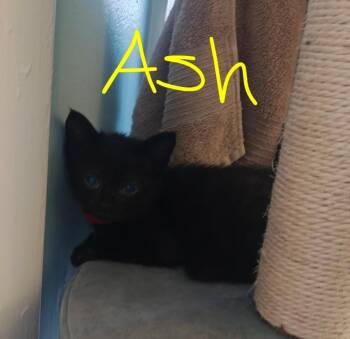 Domestic Short Hair Cats Available for Adoption - Asha | PetCurious
