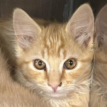 Tangelo -  Domestic Medium Hair Cat for Adoption in Durango, Colorado - Tangelo | PetCurious
