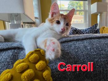 Carroll -  Domestic Short Hair Cat for Adoption in Duxbury, Massachusetts - Carroll | PetCurious