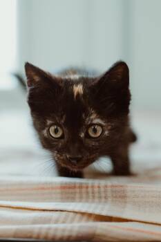Aspen Leaf -  Torbie Cat for Adoption in Le Mars, Iowa - Aspen Leaf | PetCurious