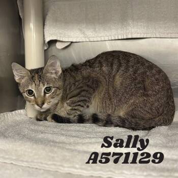 SALLY -  Domestic Short Hair Cat for Adoption - SALLY | PetCurious