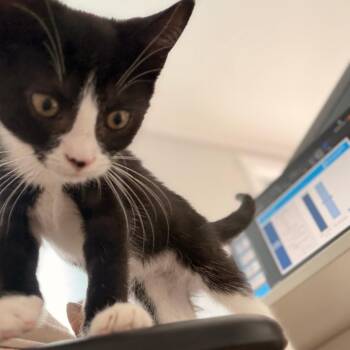 Jeezy -  Domestic Short Hair Cat for Adoption in Philadelphia, Pennsylvania - Jeezy | PetCurious