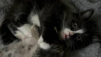Finnick -  Domestic Long Hair Cat for Adoption in Newborn, Georgia - Finnick | PetCurious