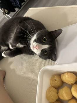 Bao Bao -  Domestic Short Hair and Tuxedo Cat for Adoption - Bao Bao | PetCurious