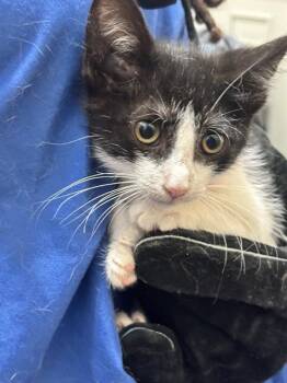 MARINE -  Domestic Short Hair Cat for Adoption - MARINE | PetCurious