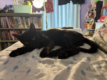 Ink -  Bombay Cat Available for Adoption in Orlando, Florida - Ink | PetCurious
