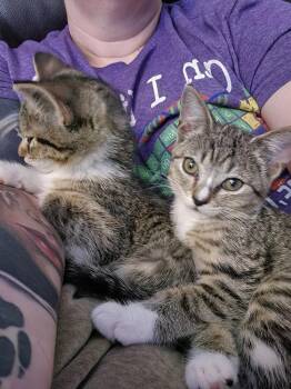 Acapella -  Domestic Short Hair Cat for Adoption in Cary, North Carolina - Acapella | PetCurious