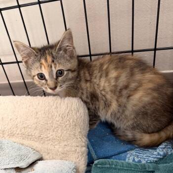 Malibu -  Domestic Short Hair Cat for Adoption in Detroit Lakes, Minnesota - Malibu | PetCurious