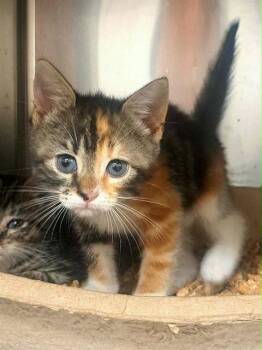 MOON PIE -  Domestic Short Hair Cat for Adoption in Easton, Maryland - MOON PIE | PetCurious