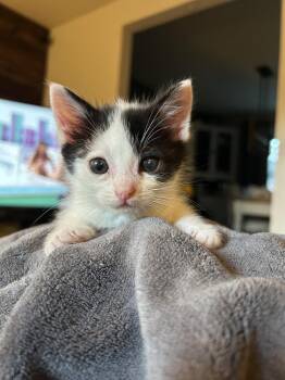 Rufus -  Domestic Short Hair Cat for Adoption in West Mifflin, Pennsylvania - Rufus | PetCurious