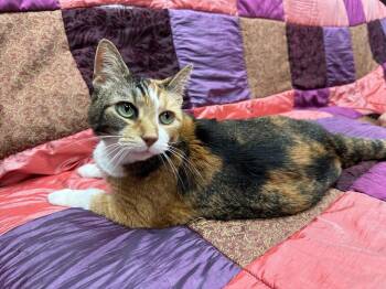 Mari -  Calico Cat for Adoption in Cary, North Carolina - Mari | PetCurious