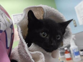 CROISSANT -  Domestic Short Hair Cat for Adoption in Omaha, Nebraska - CROISSANT | PetCurious