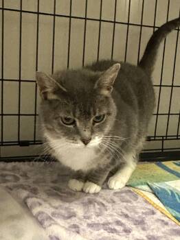 Rescue Domestic Short Hair Cats for Adoption in Gerrardstown, West Virginia - Holiday | PetCurious