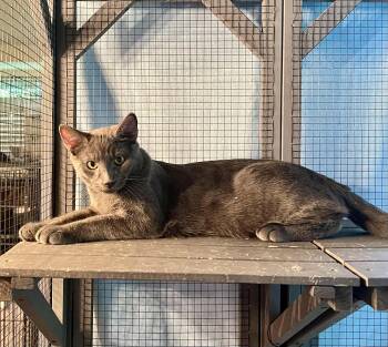 Rescue Domestic Short Hair Cats for Adoption in Upland, California - Asher | PetCurious