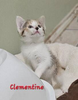 Clementine -  Domestic Short Hair Cat for Adoption in Plano, Texas - Clementine | PetCurious
