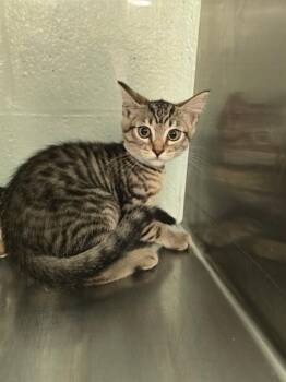 ROSE -  Domestic Short Hair Cat for Adoption in Rancho Cucamonga, California - ROSE | PetCurious